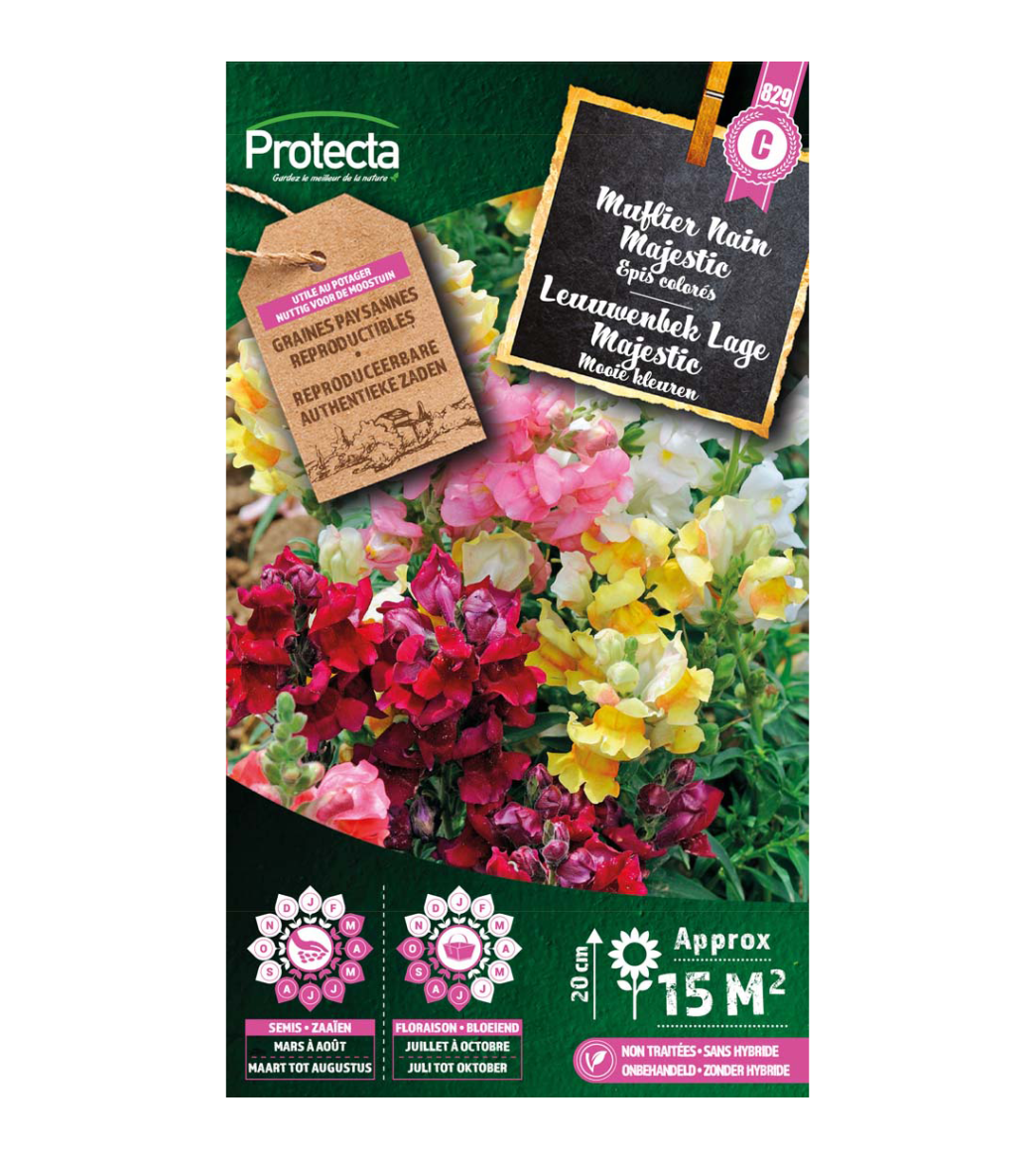 Muflier Nain Majestic main product photo