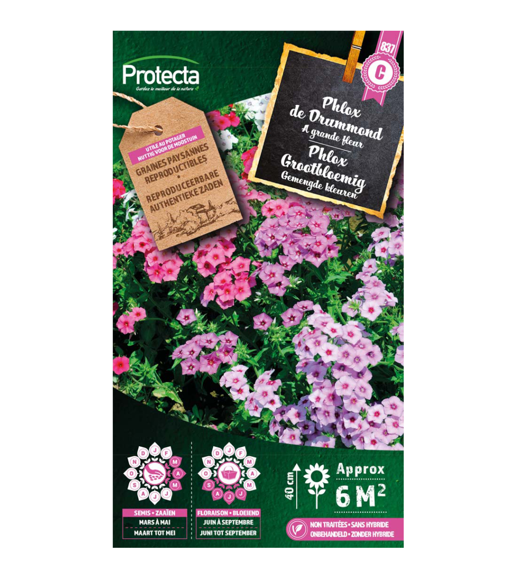 Phlox de Drummond main product photo