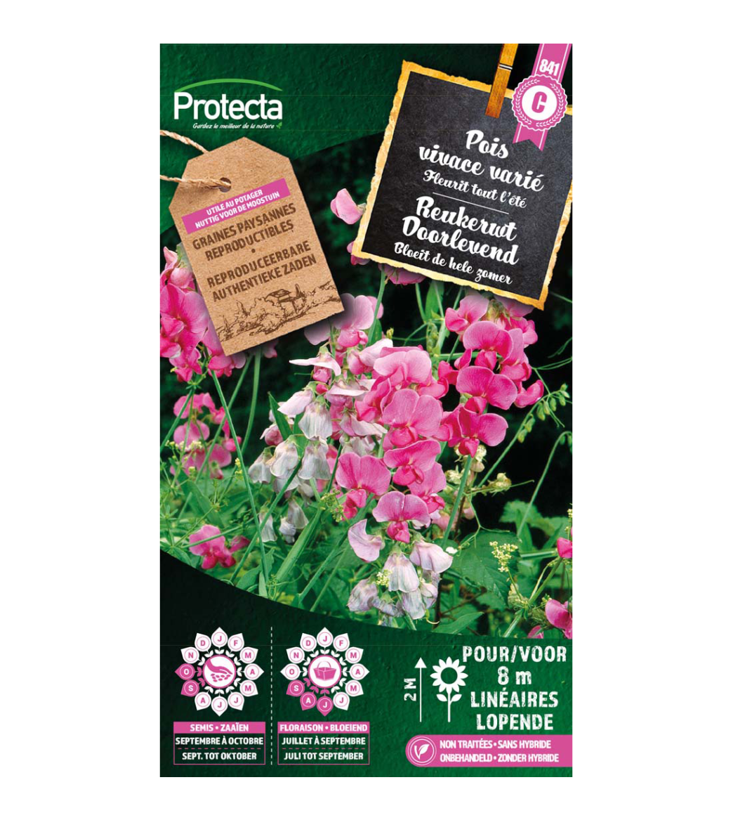 Pois vivace varié main product photo