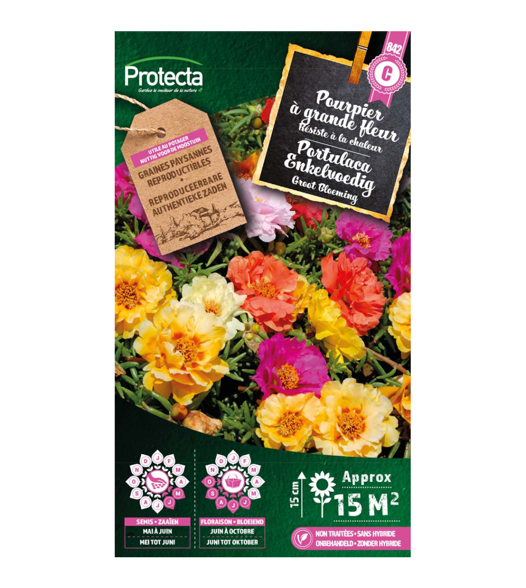 Pourpier à grande fleur main product photo