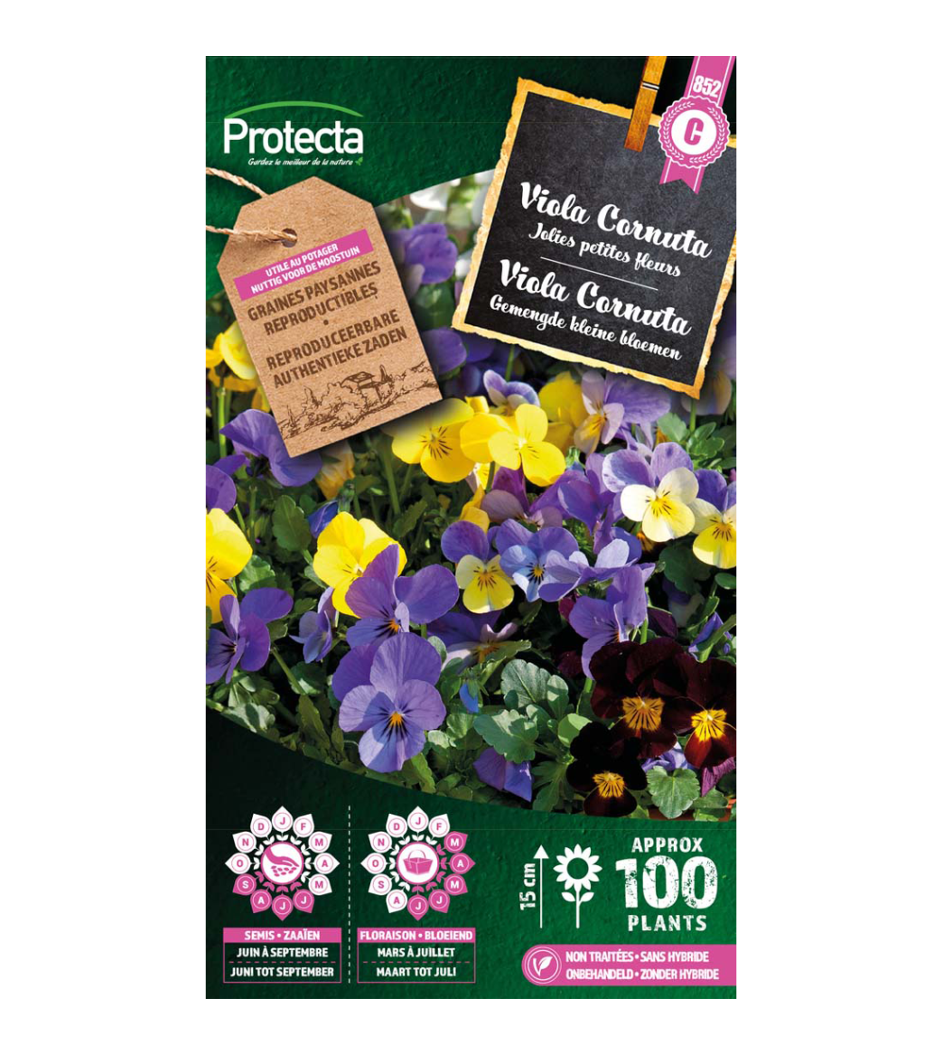 Viola Cornuta main product photo