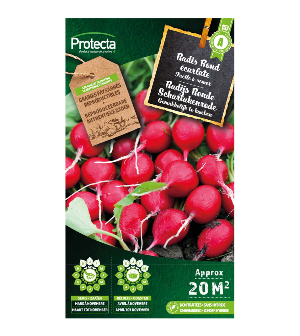 Radijs Ronde Scharlakenrode main product photo