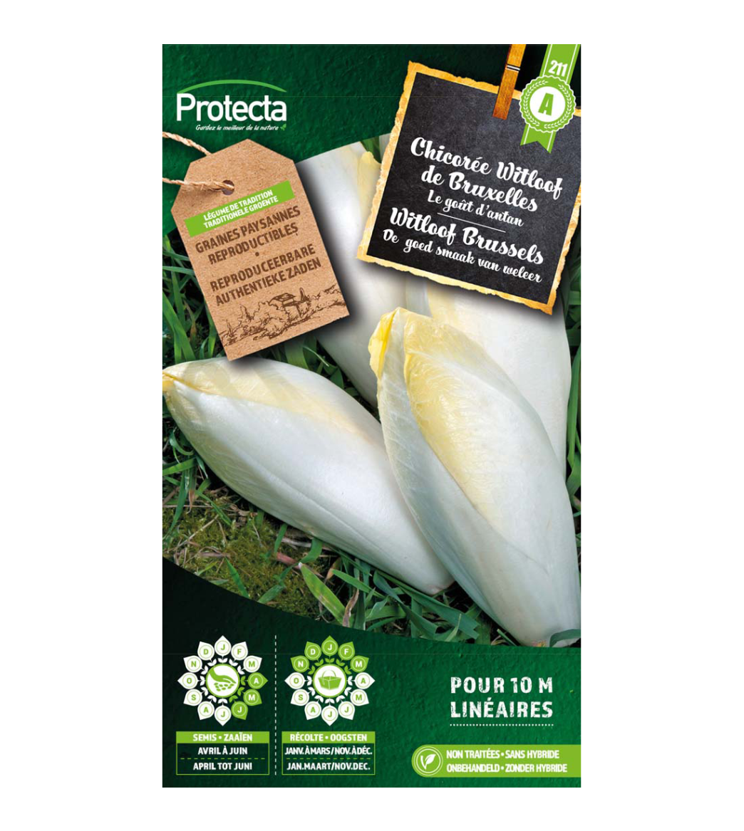 Witloof Brussels main product photo