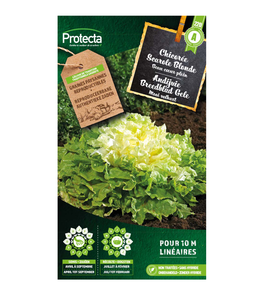 Andijvie Breedblad Gele main product photo