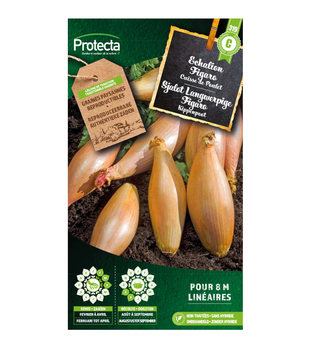 Sjalot Langwerpige Figaro main product photo