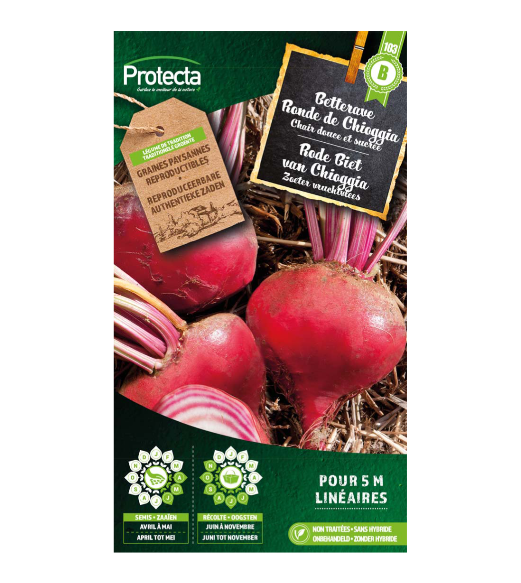 Rode Biet van Chioggia main product photo