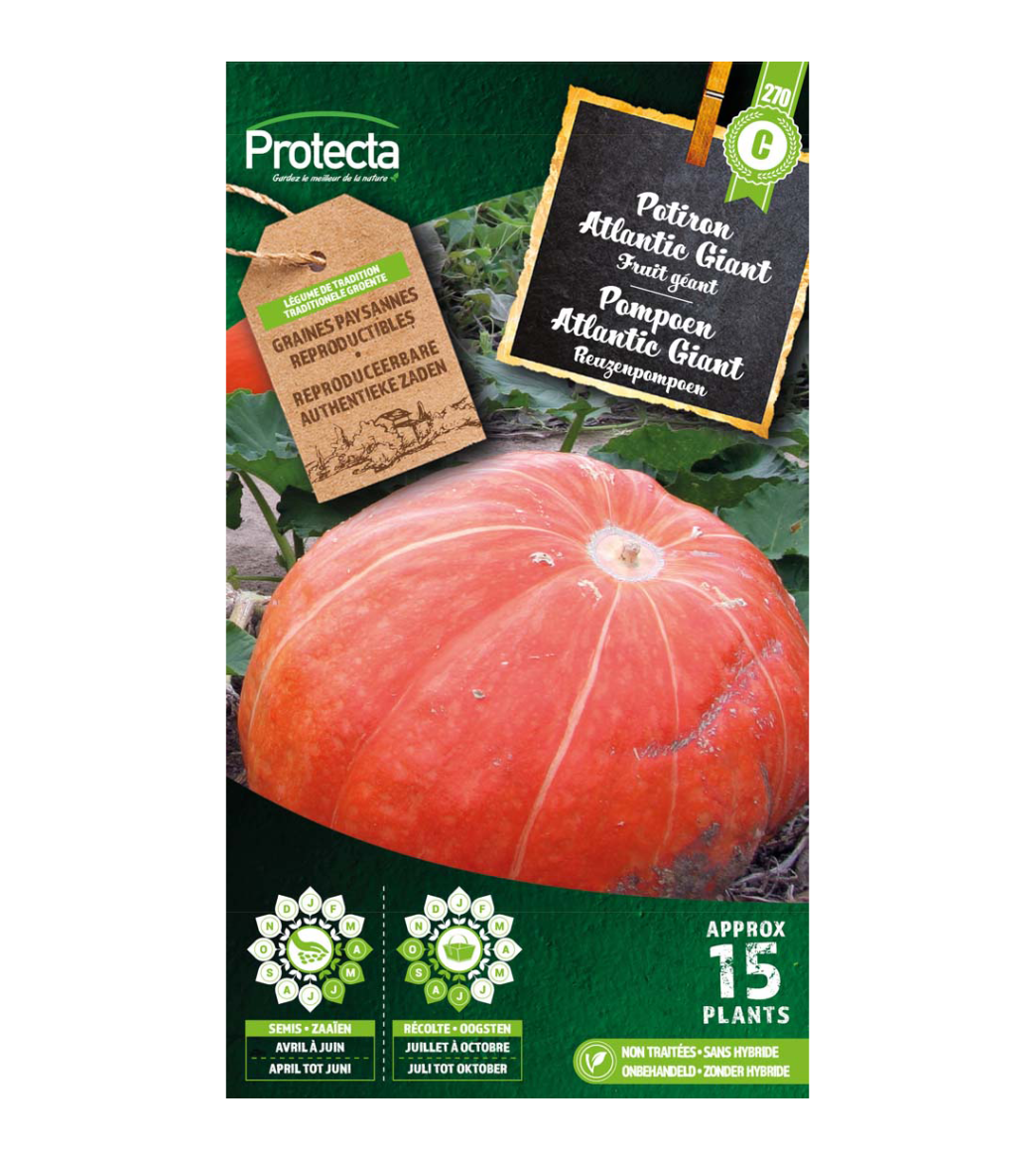 Pompoen Atlantic Giant main product photo