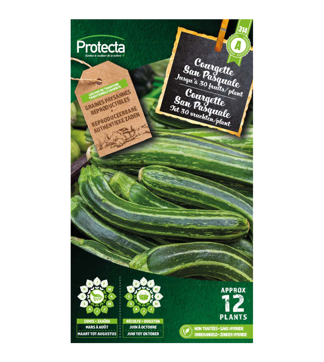 Courgette San Pasquale main product photo