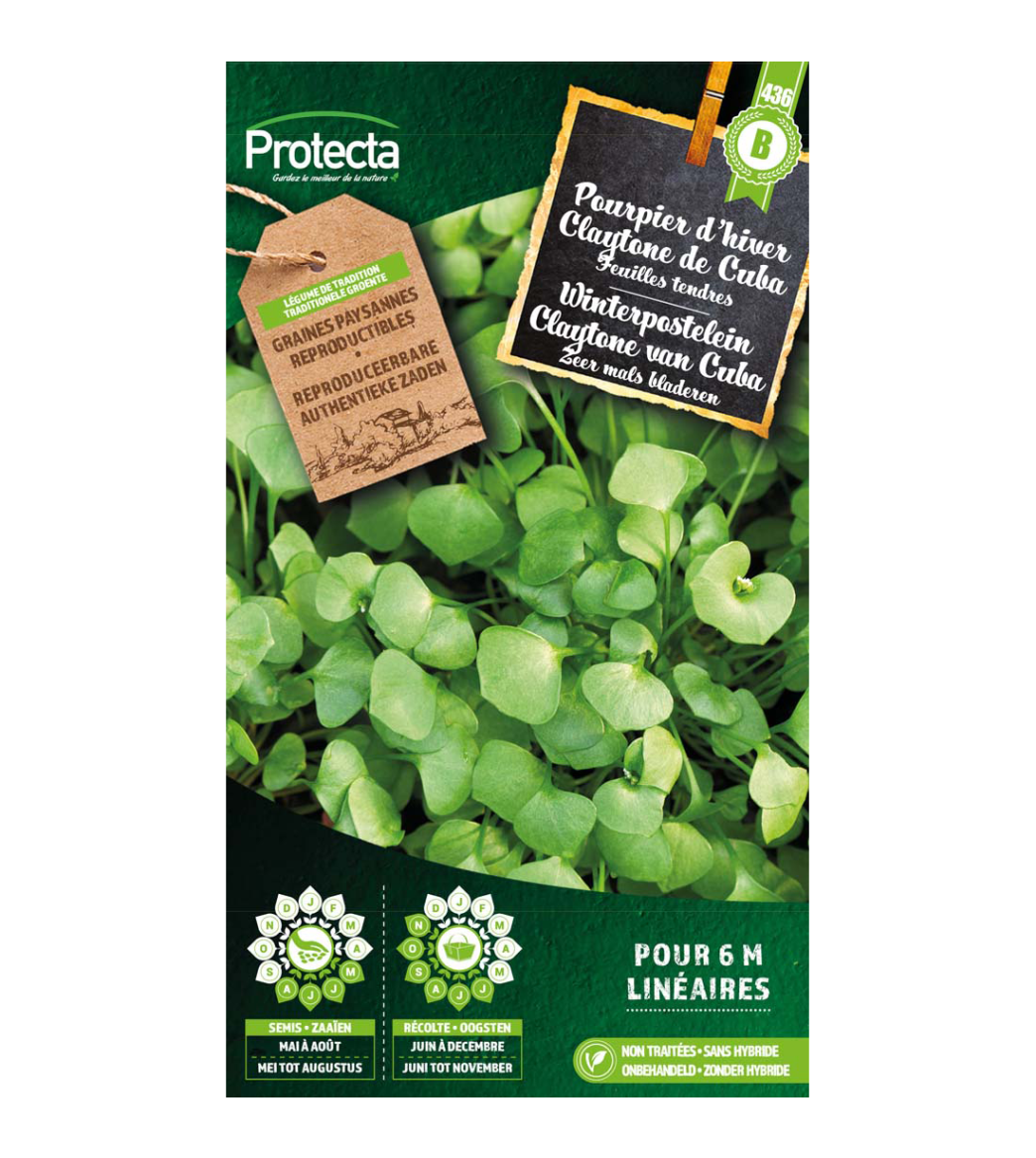 Winterpostelein Claytone van Cuba main product photo