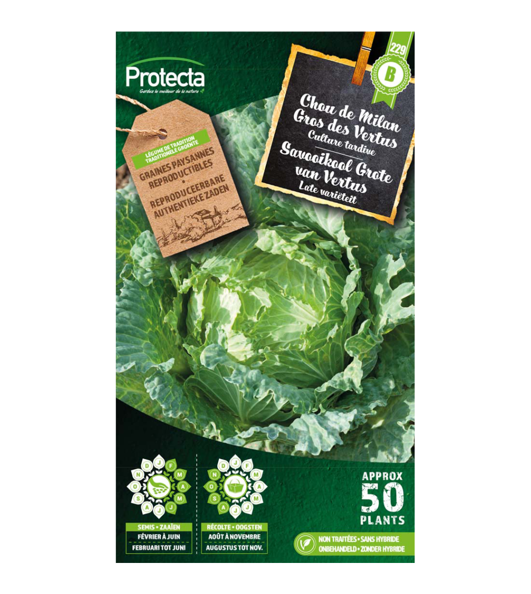 Chou de Milan Gros des Vertus main product photo