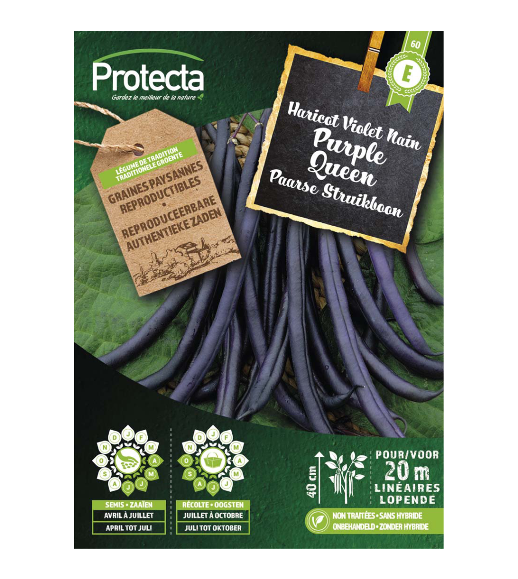 Paarse Struikboon Purple Queen main product photo