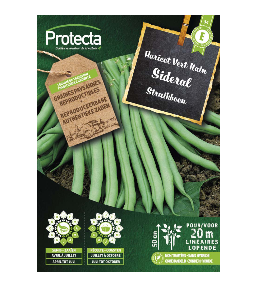 Haricot vert nain Sideral main product photo