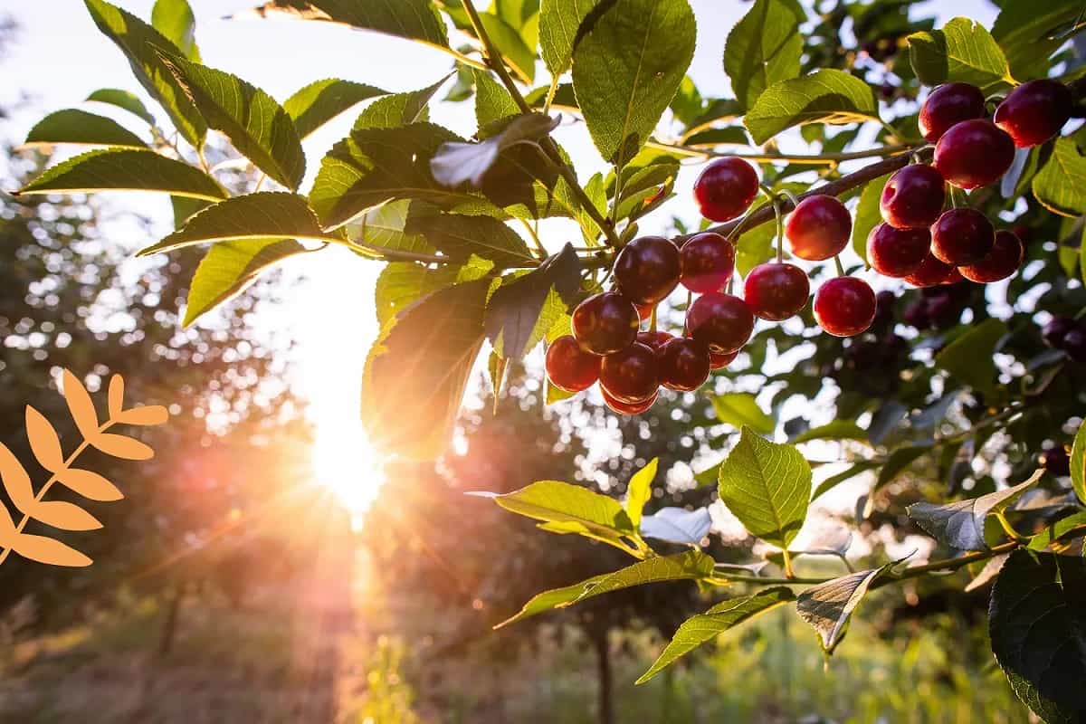 Biologisch wormpjes in fruitbomen bestrijden